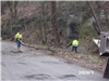 People Moving a Tree Branch