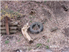 Tire and Tree Branch Washed up on Hill