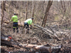 Two Workers Clearing Limbs