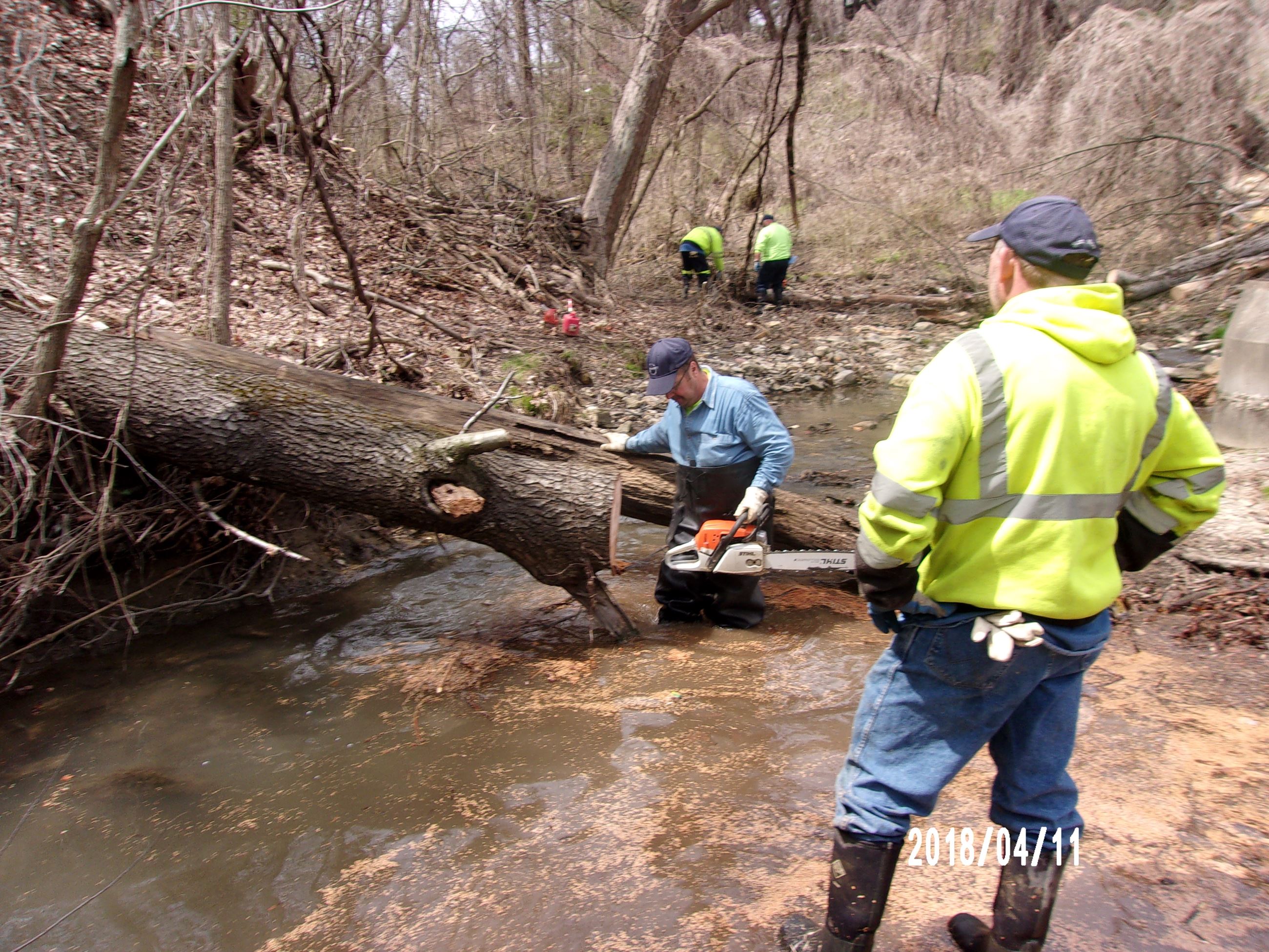 Man by a Fallen Tree with a Chainsaw
