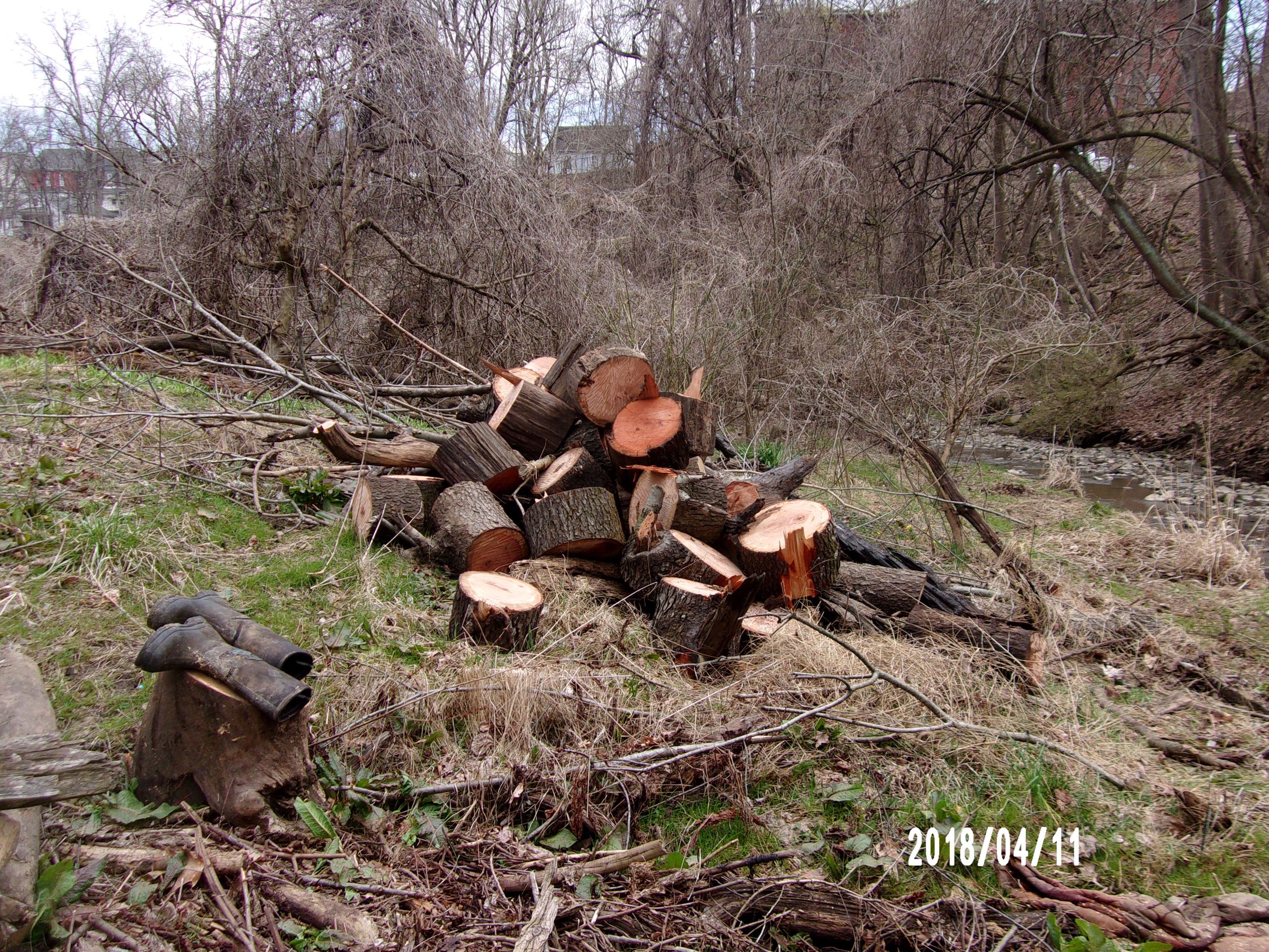 Pile of Tree Sections